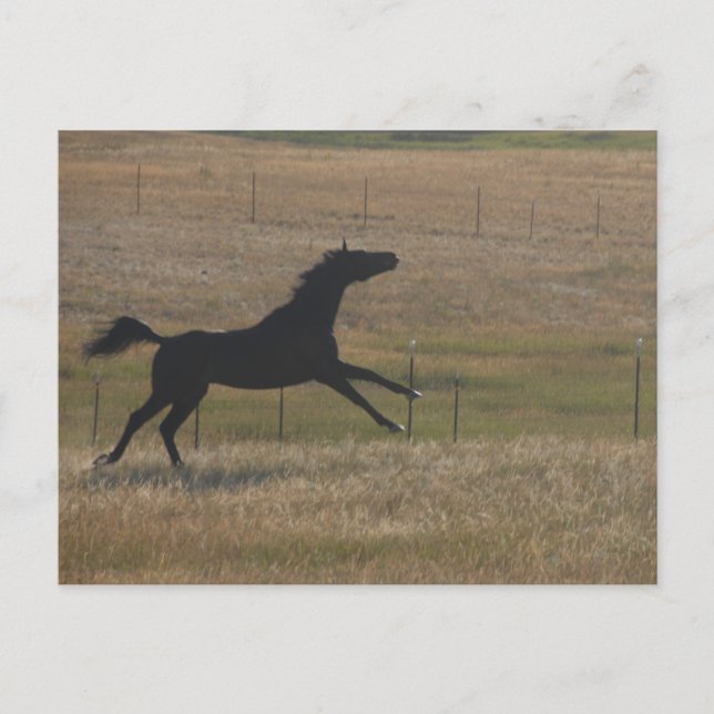 Laufen mit der Wind-Postkarte Postkarte (Vorderseite)