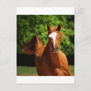 Laufend Postkarte