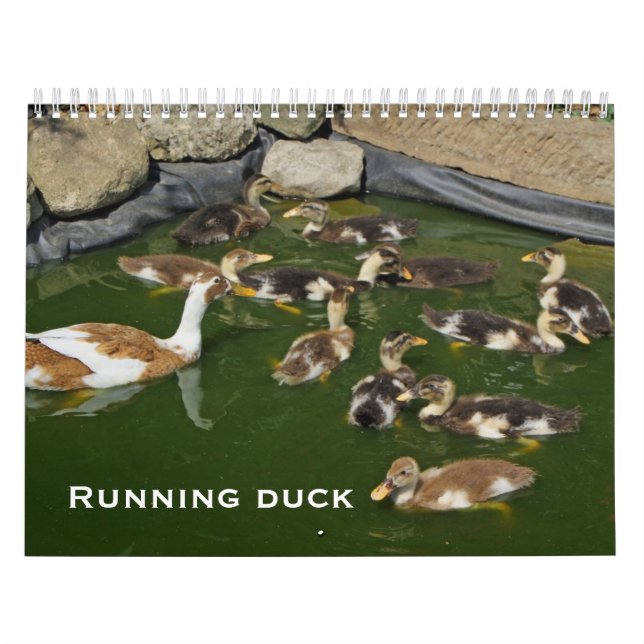 Laufende Ente Kalender (Titelbild)