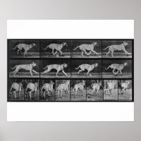 Laufende Hunde, Platte 707 von 'Animal Locomotion'