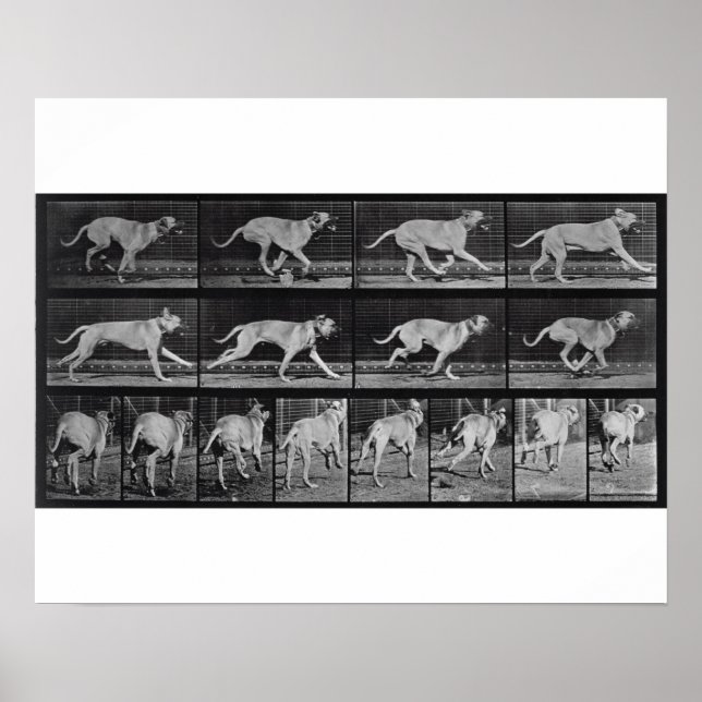 Laufende Hunde, Platte 707 von 'Animal Locomotion' Poster (Vorne)