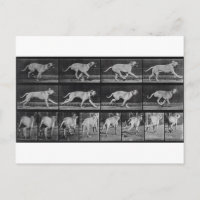 Laufende Hunde, Platte 707 von 'Animal Locomotion'