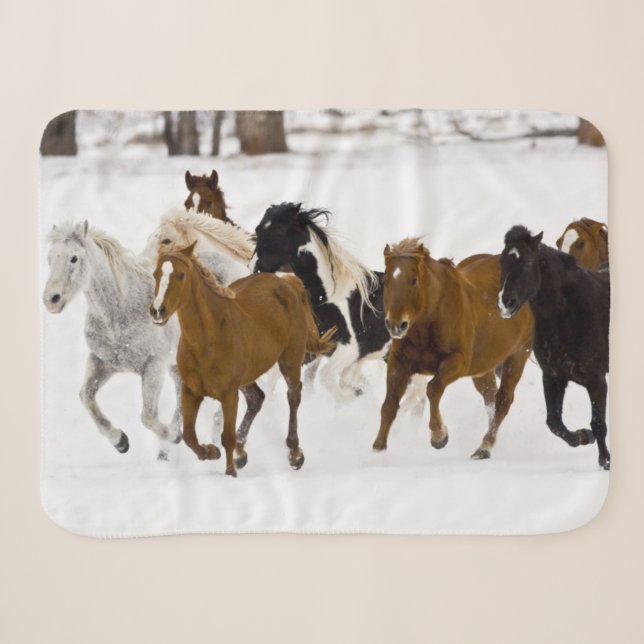 Laufende Pferde auf der Hideout Ranch Sherpadecke (Vorderseite (Horizontal))