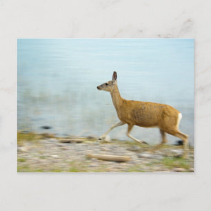 Laufende Postkarte