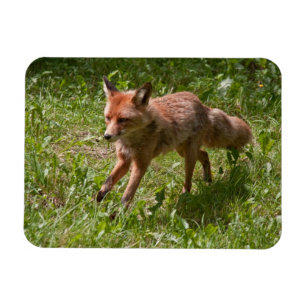 Laufender Fuchs Magnet