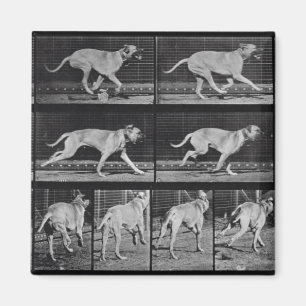 Laufender Hund, überziehen 707 "von der Magnet