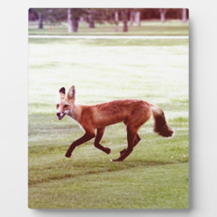 laufendes Foto von Rotfuchs Fotoplatte