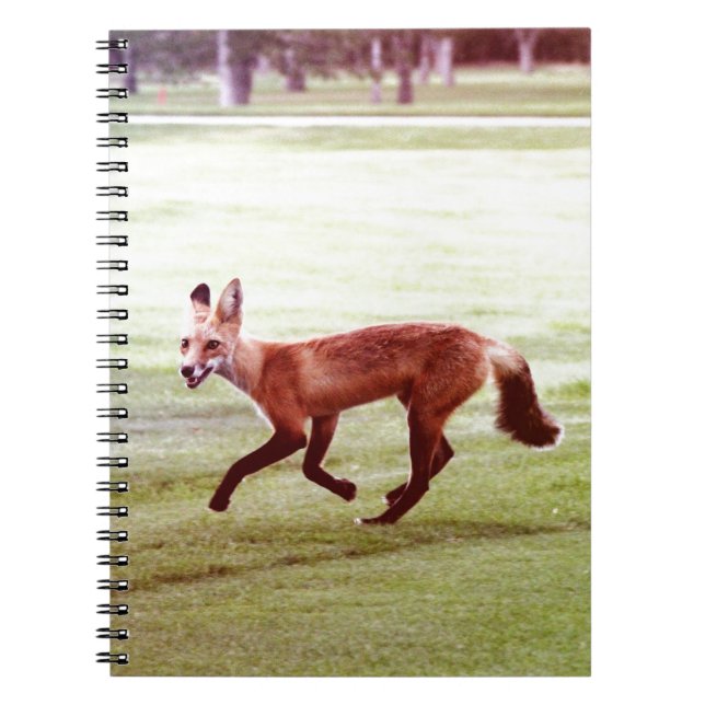 laufendes Foto von Rotfuchs Notizblock (Vorderseite)