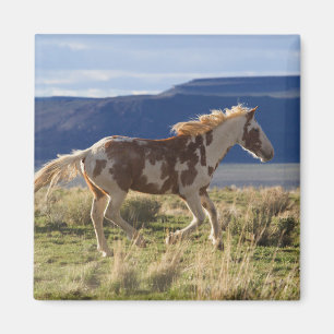 Laufendes Hengst, Steens Mountains, Oregon Magnet