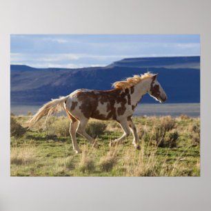 Laufendes Hengst, Steens Mountains, Oregon Poster