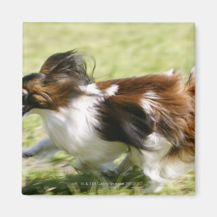 Laufendes Papillon Magnet