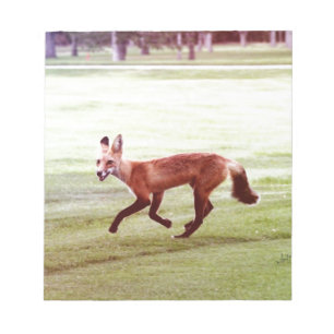 laufendes rotes Fuchs-Foto Notizblock