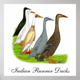 Läufer-Enten-Zusammenstellung Poster