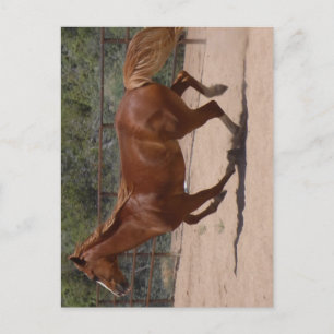 Laufpferd. Postkarte