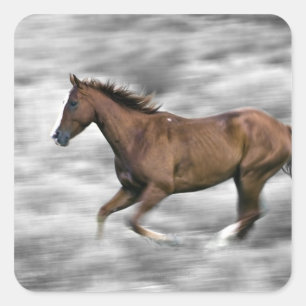 Laufpferd Quadratischer Aufkleber