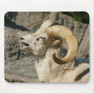 Laughing Bighorn Sheep Mousepad