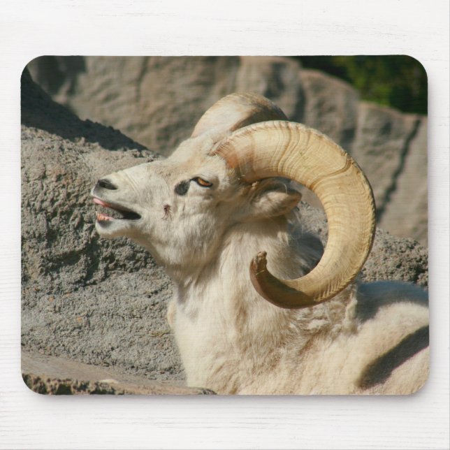 Laughing Bighorn Sheep Mousepad (Vorne)