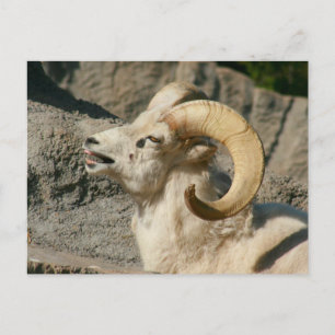 Laughing Bighorn Sheep Postkarte