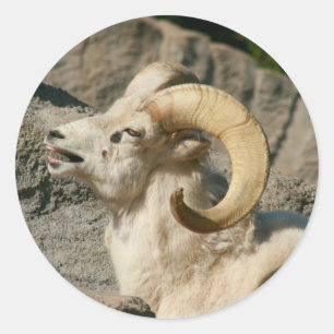 Laughing Bighorn Sheep Runder Aufkleber