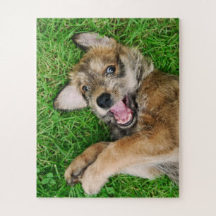 Laughing Dog Berger Picard Puppy Game