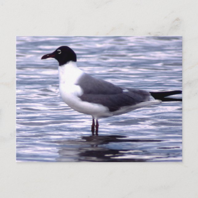 Laughing Gull Postkarte (Vorderseite)