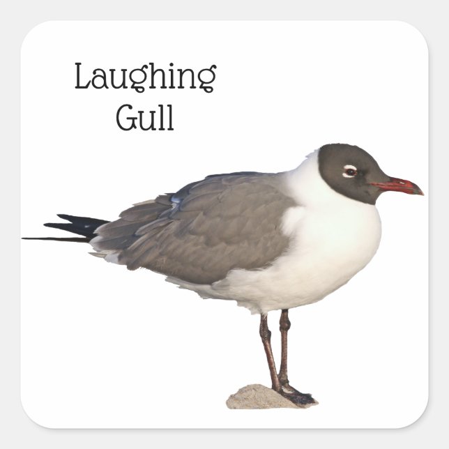 Laughing Gull Quadratischer Aufkleber (Vorderseite)