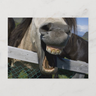 Laughing Horse Postkarte