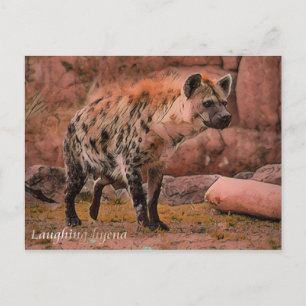 Laughing Hyena: Postcard Postkarte