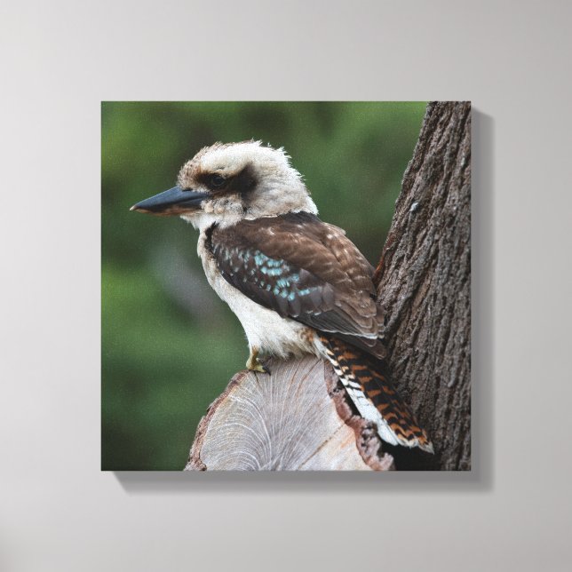 Laughing Kookaburra Australia Bird Leinwanddruck (Vorderseite)