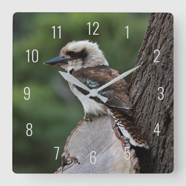 Laughing Kookaburra Bird Animal Tree Quadratische Wanduhr (Vorderseite)
