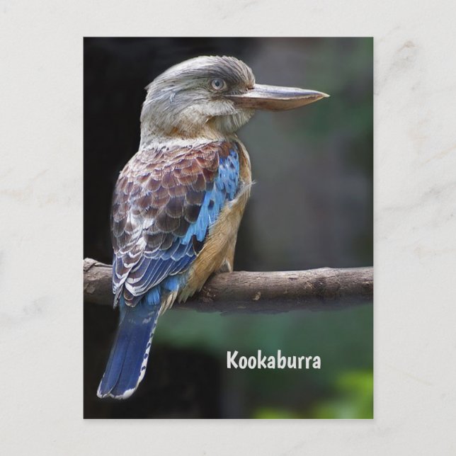 Laughing Kookaburra Bird Postkarte (Vorderseite)