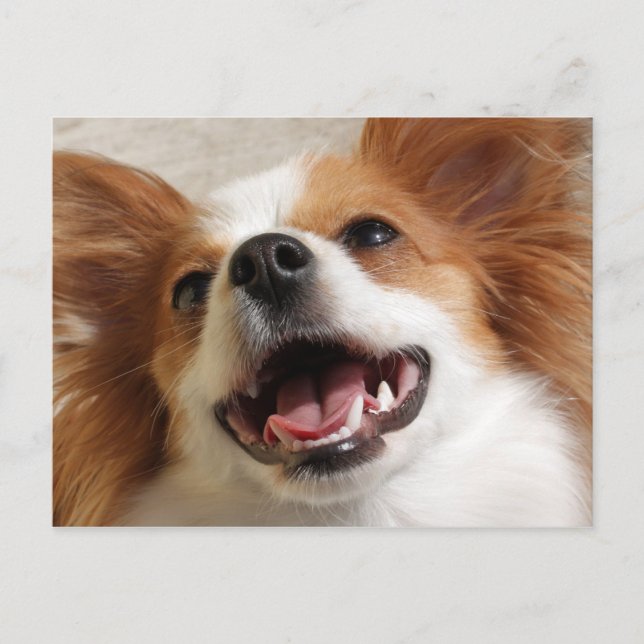 Laughing Papillon Dog Postkarten (Vorderseite)