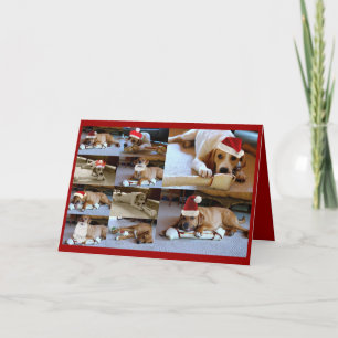 Laura-Hunde Feiertagskarte