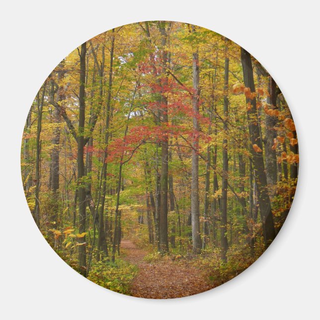 Laurel Hill Trail im Herbst Magnet (Vorne)