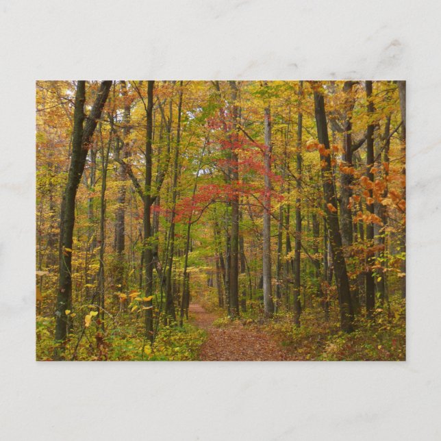Laurel Hill Trail im Herbst Postkarte (Vorderseite)