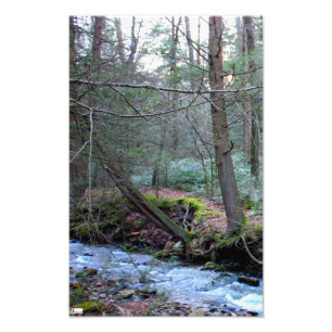 Laurel Run 2 Foto Print