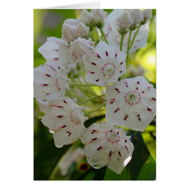 Laurier de montagne, après la pluie (Devant)