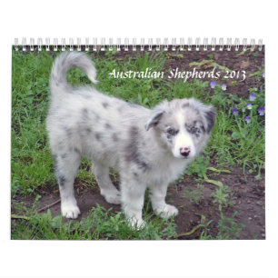 L'Australien Shepherds le calendrier 2013