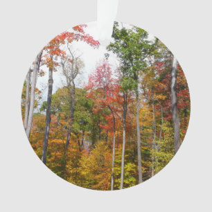 L'automne dans la forêt Photographie d'automne col