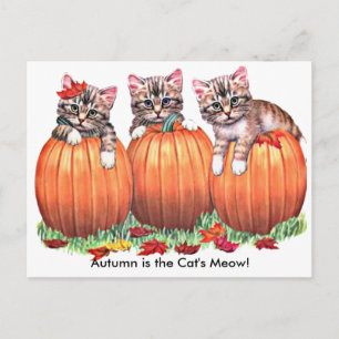 L'automne est la carte postale Meow du chat