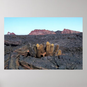 Lava Cacti Poster