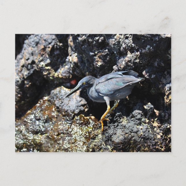Lava Heron, Galapagos-Inseln Postkarte (Vorderseite)