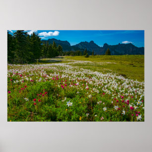 Lavalanche Lily Superbloom Poster