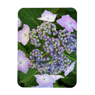 Lavande Casquette en dentelle Hydrangea Magnet en