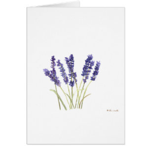 Lavande fleurs lavande française