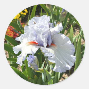 Lavande Iris avec Stickers Oreilles Orange