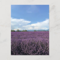 Lavande sur la Côte d'Azur France Carte postale