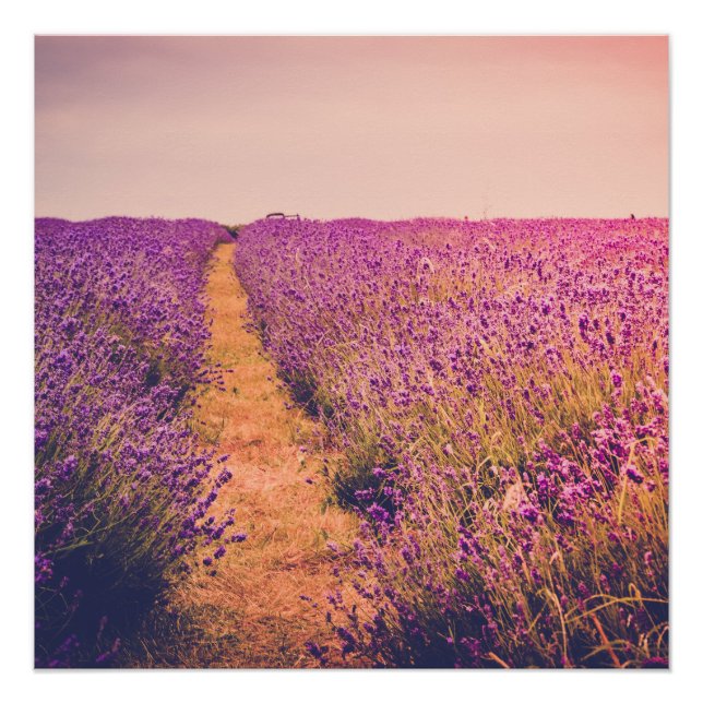 Lavander Poster (Vorderseite)
