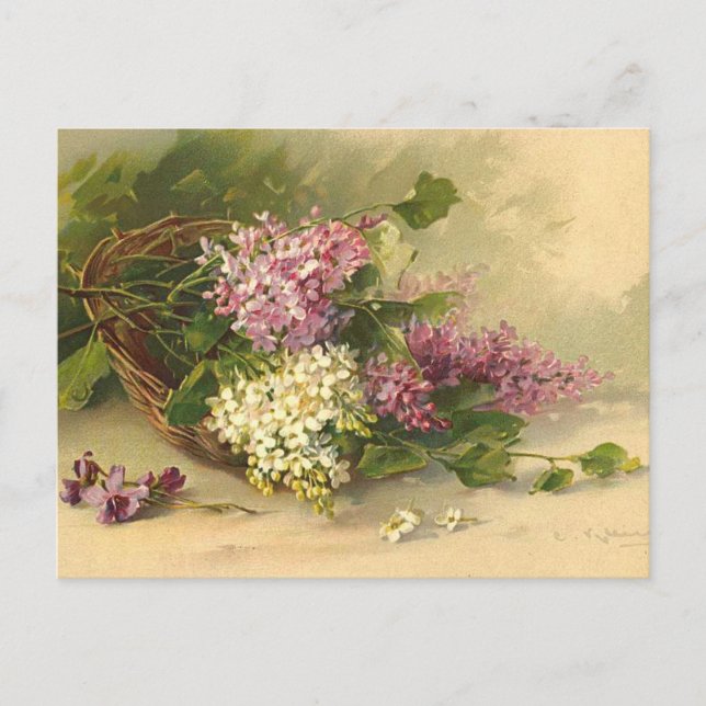 Lavander und die weiße Schönheit Postkarte (Vorderseite)