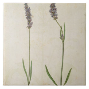 Lavandula officinalis (alter englischer Lavendel), Fliese